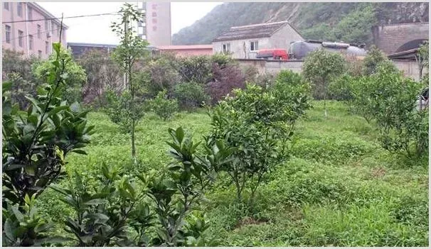 寒露前后果树的管理要点 | 种植技术