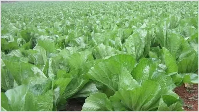 芥菜抽薹原因及防治措施介绍 | 种植病虫害