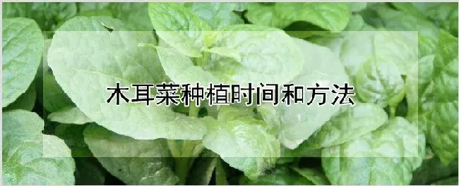 木耳菜种植时间和方法 | 农业技术