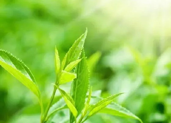 生长环境|茶叶生长环境条件及特点