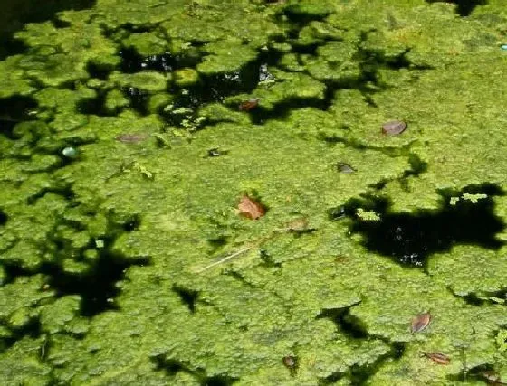 植物百科|水绵是什么植物类别 属于什么科植物