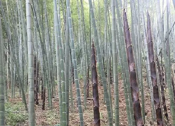 植物产地|竹笋是哪里的特产
