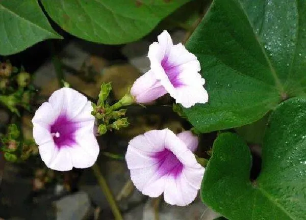 植物浇水|地瓜浇水的正确方法