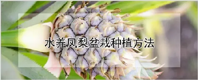 水养凤梨盆栽种植方法 | 养殖技术