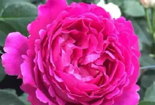 养殖科普|伊芙芳香花园月季的优缺点