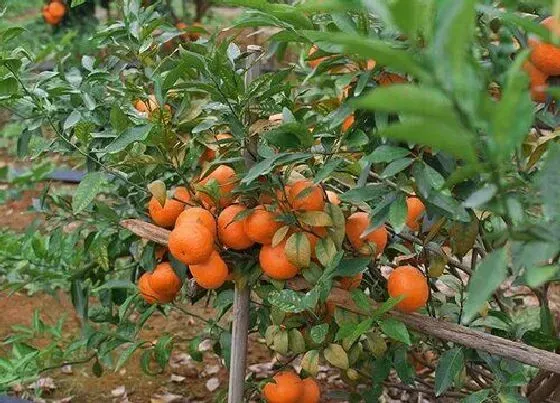 植物修剪|桔子树怎么修剪方法