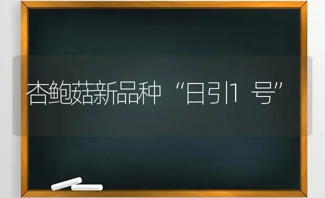 杏鲍菇新品种“日引1号” | 食用菌种植