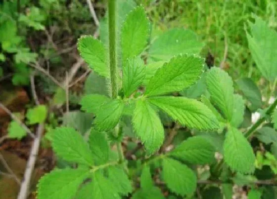 植物百科|仙鹤草又叫什么名字