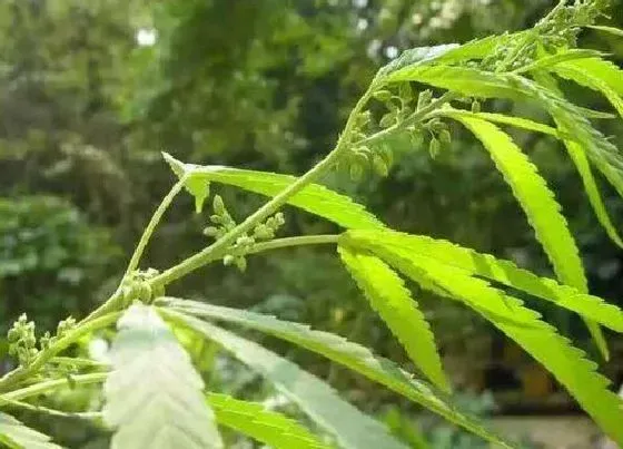 植物百科|火麻是什么植物