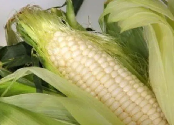 种植方法|糯玉米种植时间和方法