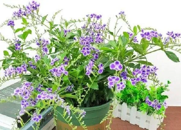 养殖方法|蕾丝金露花怎么养开花