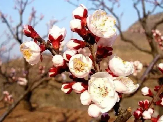 果实科普|杏树几月开花结果 什么时候开花结果