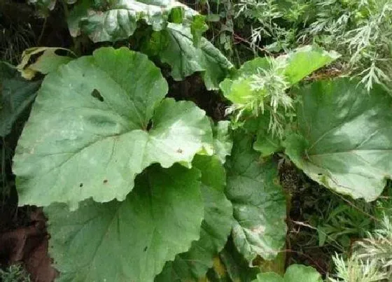 种植管理|大黄的生长周期是多长时间