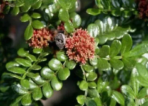 植物百科|清香木开花吗 开花的样子（图）