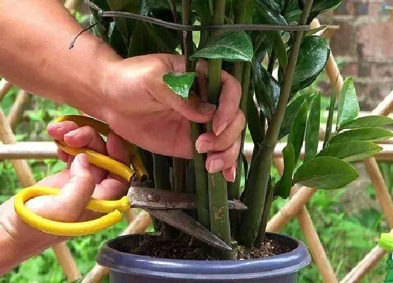 植物修剪|雪铁芋怎么修剪方法