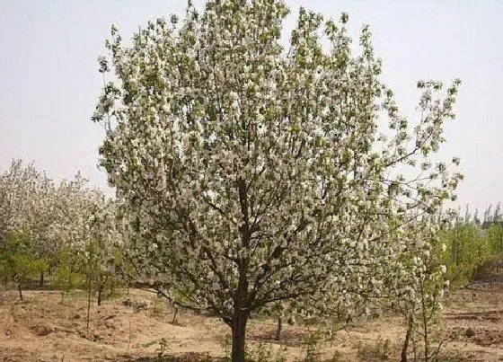 植物嫁接|海棠树可以嫁接什么树