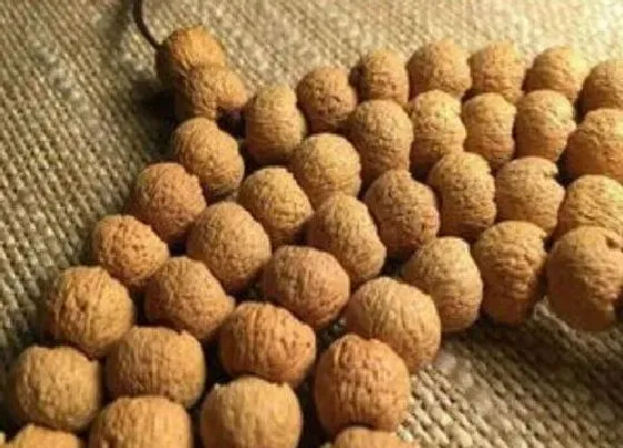 种子|莲花菩提是什么植物的种子