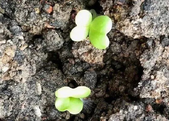 种植育种|小白菜种子怎么种植方法