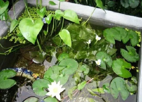 植物排行|水中生长的植物有哪些