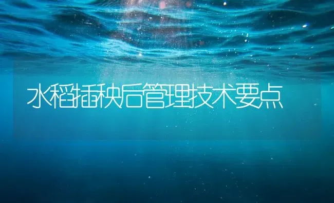 水稻插秧后管理技术要点 | 粮油作物种植