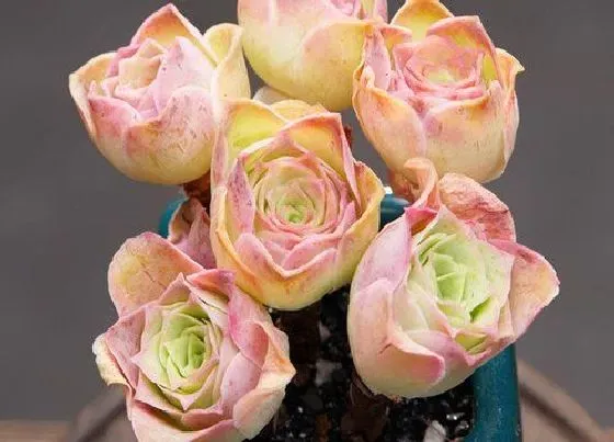 植物百科|多肉植物开花吗 开花什么样子