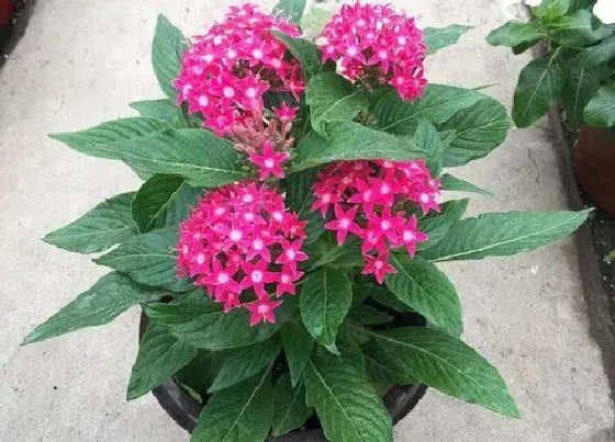 冬天植物|五星花耐寒吗 冬天怎么养可以过冬