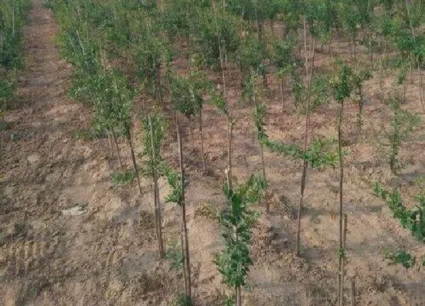 植物移栽|石榴树冬天能移栽吗 冬天移栽石榴树能成活吗