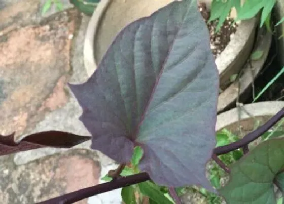 植物繁殖|紫苏怎么繁殖方法和注意事项