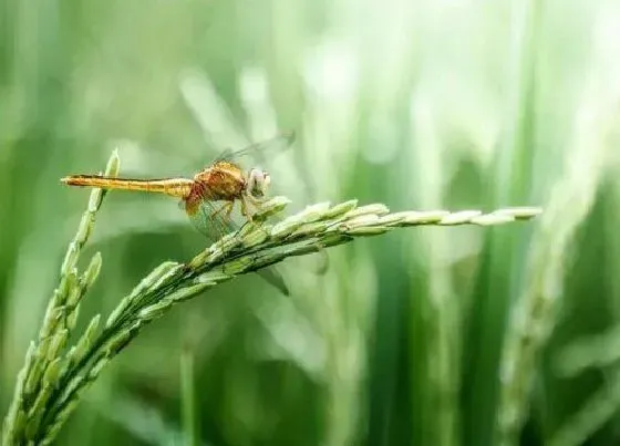 植物播种|稻子什么时候播种