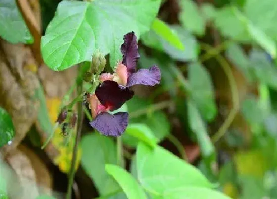 种植方法|紫花饭豆种植时间和方法