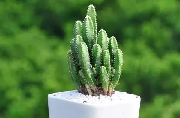 植物浇水|万重山浇水要浇透吗