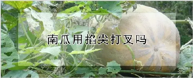 南瓜用掐尖打叉吗 | 自然知识