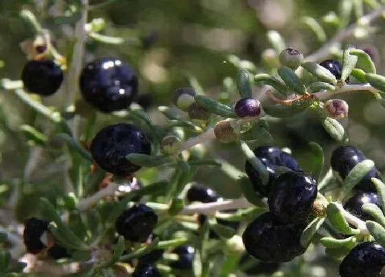 种植管理|黑枸杞树几年结果实