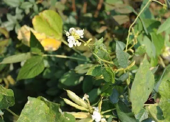 植物百科|豇豆是什么季节的菜