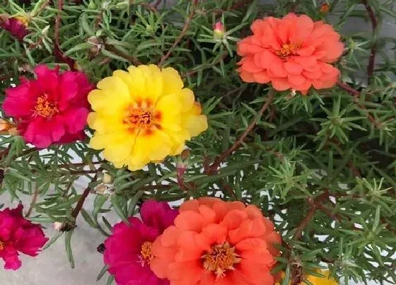 种植育种|茑萝花种子的种植方法