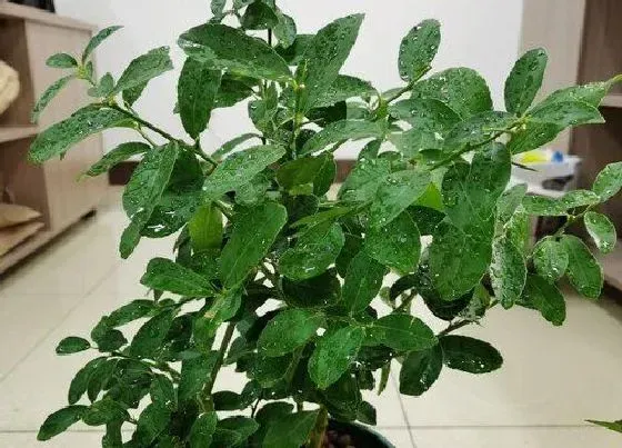 水果科普|腾冲有什么水果