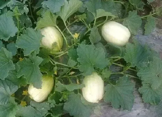 种植方法|大棚甜瓜水肥管理技术，夏季甜瓜高产栽培与施肥方法）
