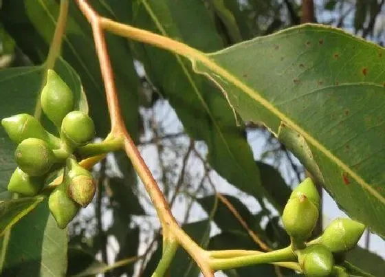 植物排行|桉树什么品种最好