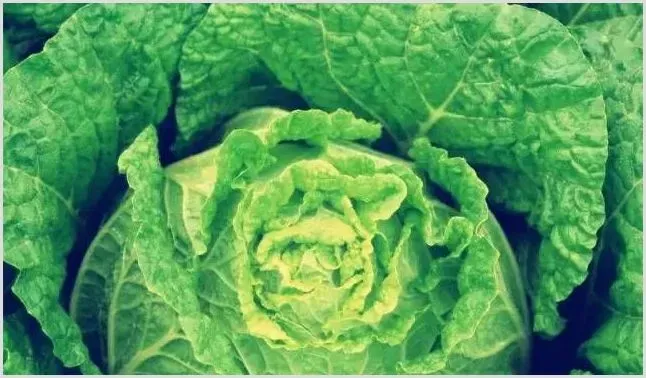 白菜植株倒瘫的原因及解决办法 | 种植病虫害