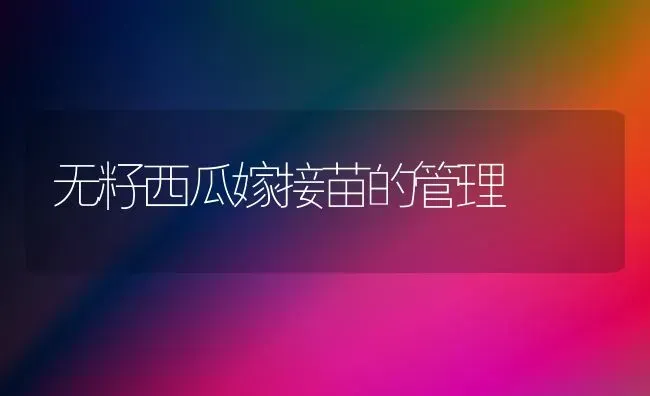 无籽西瓜嫁接苗的管理 | 瓜果种植