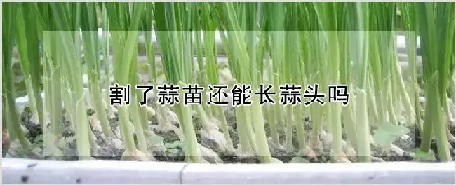 割了蒜苗还能长蒜头吗 | 种植资料