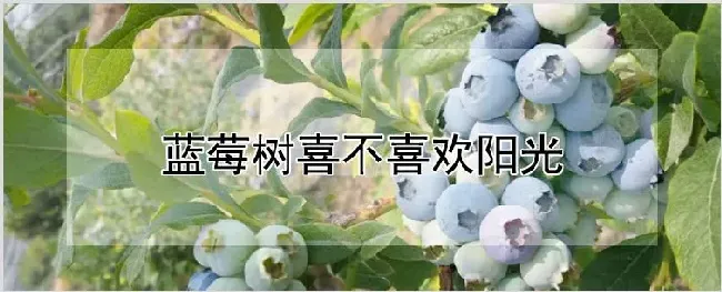 蓝莓树喜不喜欢阳光 | 种植资料