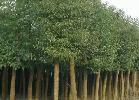 植物百科|砍自家院子的树要申请吗（自己家院子里的树砍掉犯法吗）