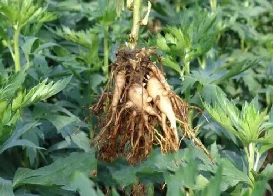 植物百科|附子会开花吗 开花的颜色与样子（图片）