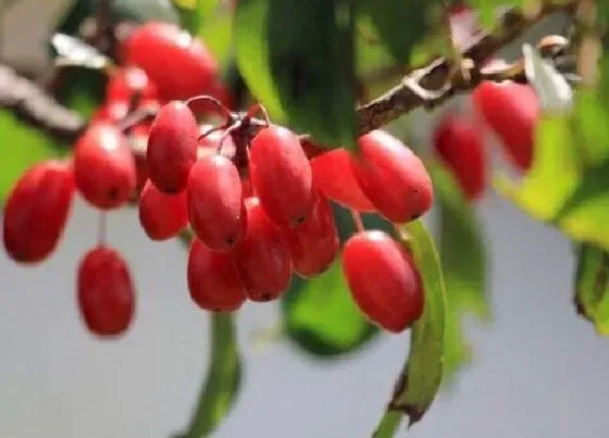 植物百科|紫萸是什么植物 属于什么类别植物