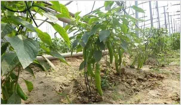 露地辣椒的种植要点和注意事项 | 种植技术