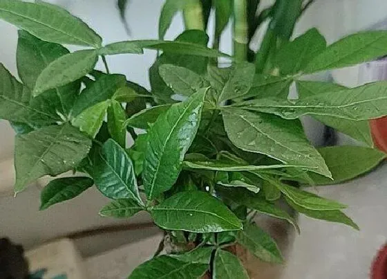 树之最|旺宅树有哪些