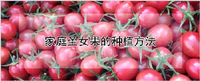 家庭圣女果的种植方法 | 种植技术