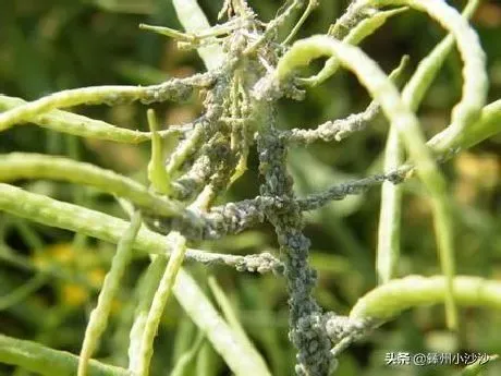 种植管理|油菜籽什么时候种植时间和方法，油菜籽几月份种合适）