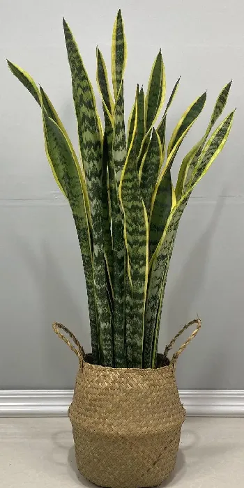 植物移栽|虎皮兰怎么分盆容易成活 掌握正确的分盆时间和